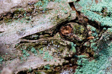 Mikrokosmos - Makrofotografie © Harald Tedesco