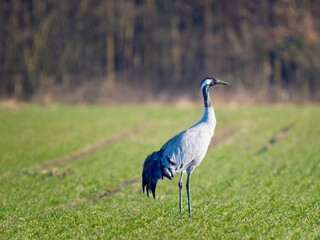 Fototapeta premium grey crowned crane balearica regulorum