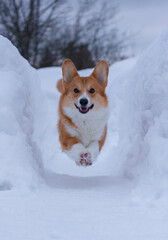 smiling funny red dog of the pembroke welsh corgi breed in a jump between snowdrifts in winter