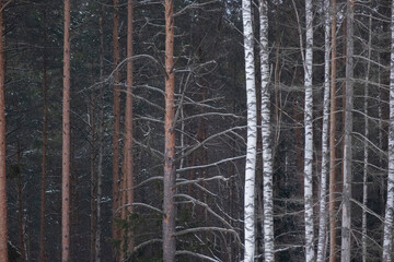 forest background in early spring with spruce and birch trees