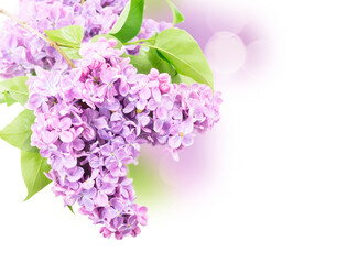 Fresh lilac flowers