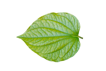 Isolated green young wild betel leave on white herb and asian food with clipping path