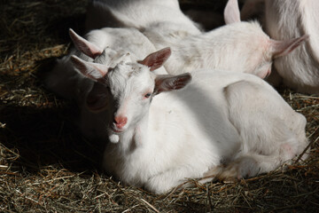 agnello 