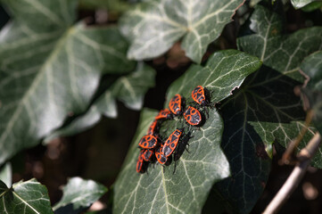 Pyrrhocoris apterus - Firebug - Gendarme