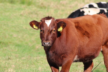 Red and black Frysian Holstein cows at meadows in Moordrecht