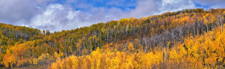 Daniels Summit autumn quaking aspen leaves by Strawberry Reservoir in the Uinta National Forest...