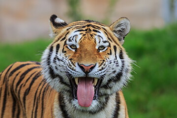 male Siberian tiger (Panthera tigris tigris) looks like he's smiling, he's got a great smile - obrazy, fototapety, plakaty