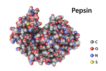 Molecule of pepsin stomach enzyme