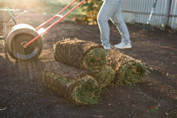 Close up woman laying sod for new garden lawn - turf laying concept - obrazy, fototapety, plakaty