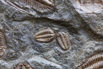 the imprint of an ancient trilobite in stone