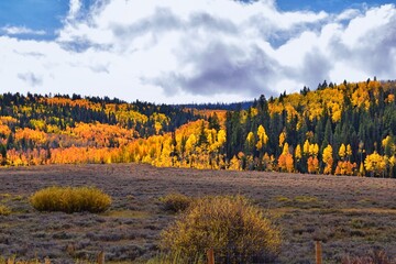 Daniels Summit autumn quaking aspen leaves by Strawberry Reservoir in the Uinta National Forest Basin, Utah, along Highway 40 between Heber and Duchesne, USA.