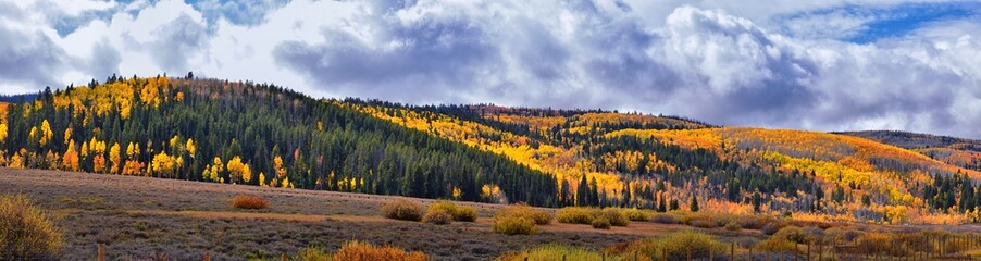 Daniels Summit autumn quaking aspen leaves by Strawberry Reservoir in the Uinta National Forest...