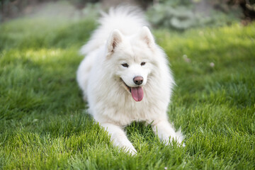 Samoyed on grass