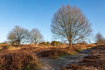 A sunny but frosty morning at Chailey Common in Sussex