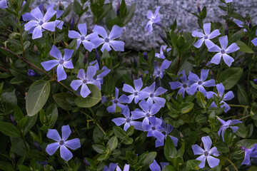 Lesser periwinkle violet flowers