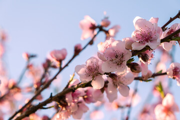 Peach blossoms - 489731948