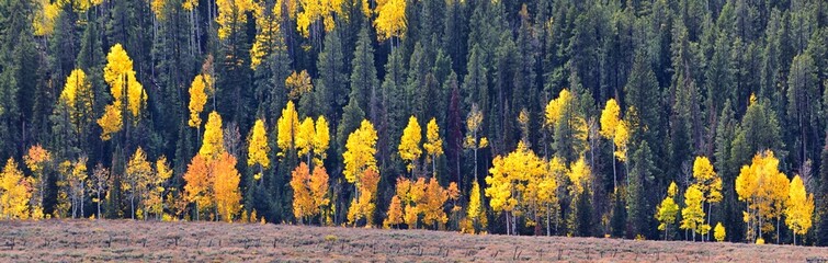 Daniels Summit autumn quaking aspen leaves by Strawberry Reservoir in the Uinta National Forest Basin, Utah, along Highway 40 between Heber and Duchesne, USA.
