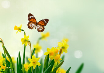 Yellow daffodil flowers