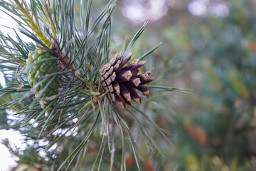 Naklejka na ściany i meble Close up of a single pine cone in a pine tree 