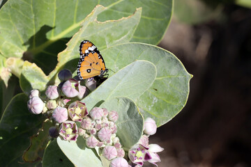 Oscher (Calotropis procera) mit Monarchfalter (Danaus plexippus)
