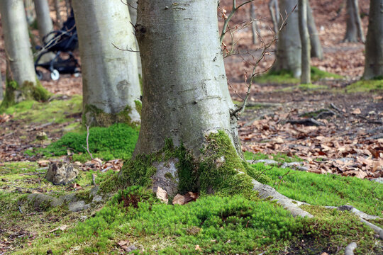 Buchen-Mischwald im Winter
