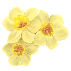 yellow daffodils flowers illustration, isolated vector