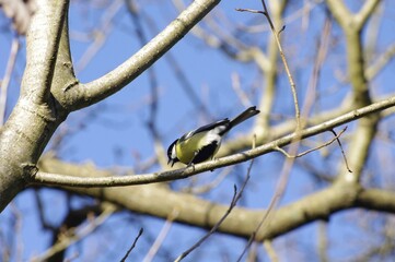 Une mésange charbonnière