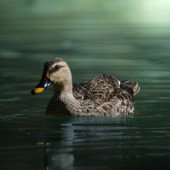Domestic Mallard in a pond