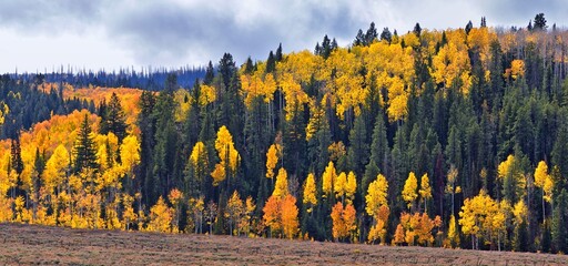 Daniels Summit autumn quaking aspen leaves by Strawberry Reservoir in the Uinta National Forest Basin, Utah, along Highway 40 between Heber and Duchesne, USA.