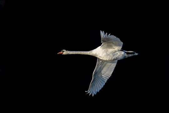 White swan flying on a black background