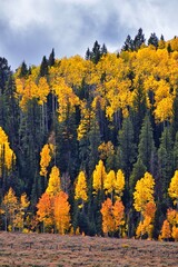 Daniels Summit autumn quaking aspen leaves by Strawberry Reservoir in the Uinta National Forest...