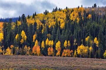 Daniels Summit autumn quaking aspen leaves by Strawberry Reservoir in the Uinta National Forest...