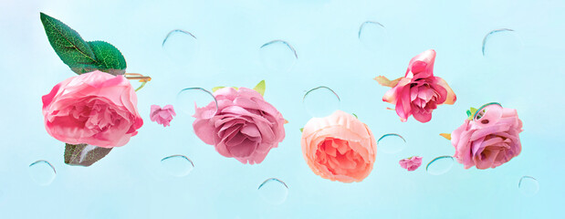 Spring is coming. Creative concept of morning dew on pink fresh roses. Pastel blue background..