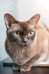 Head portrait of domestic purebred burmese cat of chocolate color sitting on wooden table at home and looking with bright yellow eyes sideways. Vertical image