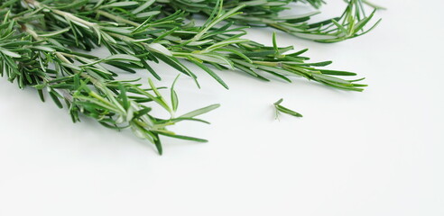 rosemary leaves top view on white table banner. Copy space. Food concepte.