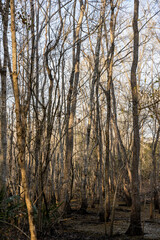 Owl Hides in Bare Swamp Forest In Winter