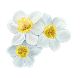 white flowers daffodils illustration, isolated vector