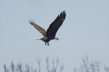 bald eagle flying with wings spread has caught a fish