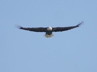 bald eagle with wings spread flying high above in a blue sky