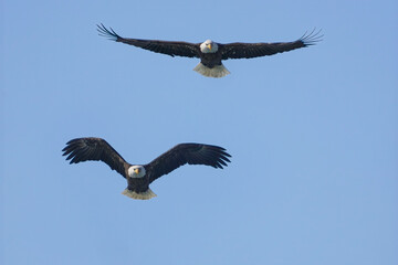 Obraz premium bald eagles flying in a blue sky with wings spread