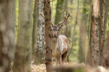 Fallow deer male hiding behind a tree trunk