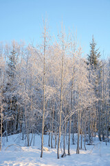 Majestic winter forest. Russia, Karelia, cold and snowy weather