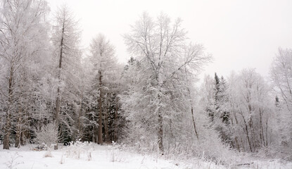Obraz na płótnie Canvas Majestic winter forest. Russia, Karelia, cold and snowy weather