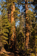 Autumnal natural landscape from Yosemite National Park, California, United States