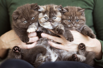 Niedliche Britisch Kurzhaar Kitten Katzenbabys