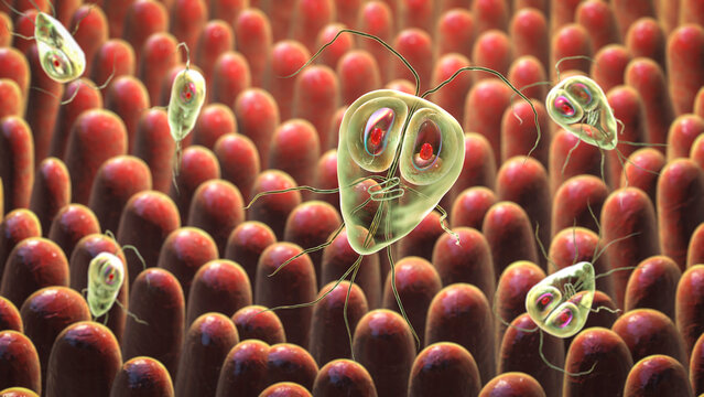 Giardia lamblia protozoan, the causative agent of giardiasis