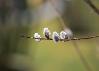 gałązka z baziami na zielonym tle © Henryk Niestrój