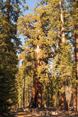 Autumnal natural landscape from Yosemite National Park, California, United States