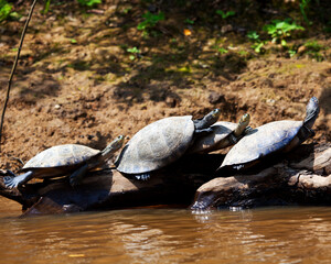 Fototapeta premium Closeup portrait of Yellow-spotted river turtles (Podocnemis unifilis) sitting on log surrounded by water in the Pampas del Yacuma, Bolivia.