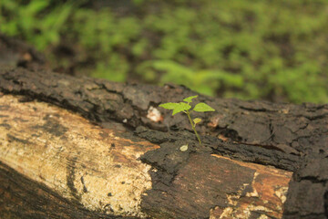 ants on the ground